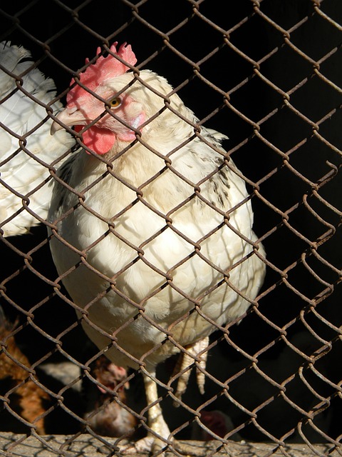 深圳队或许 深圳队或许